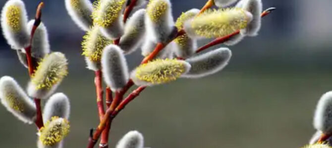 Богослужение на апрель месяц Богослужение на апрель месяц