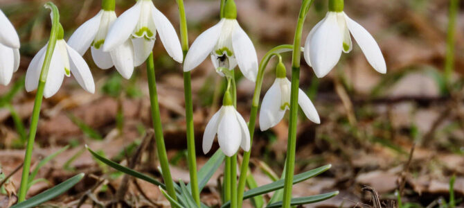 Расписание богослужений на март месяц